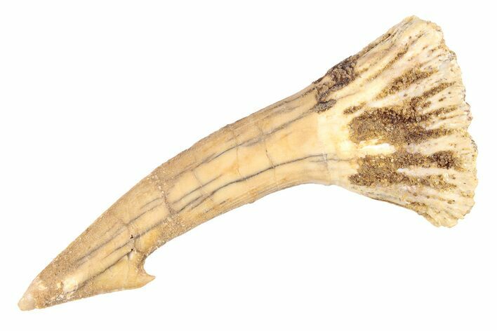 Fossil Sawfish (Onchopristis) Rostral Barb - Morocco #285502